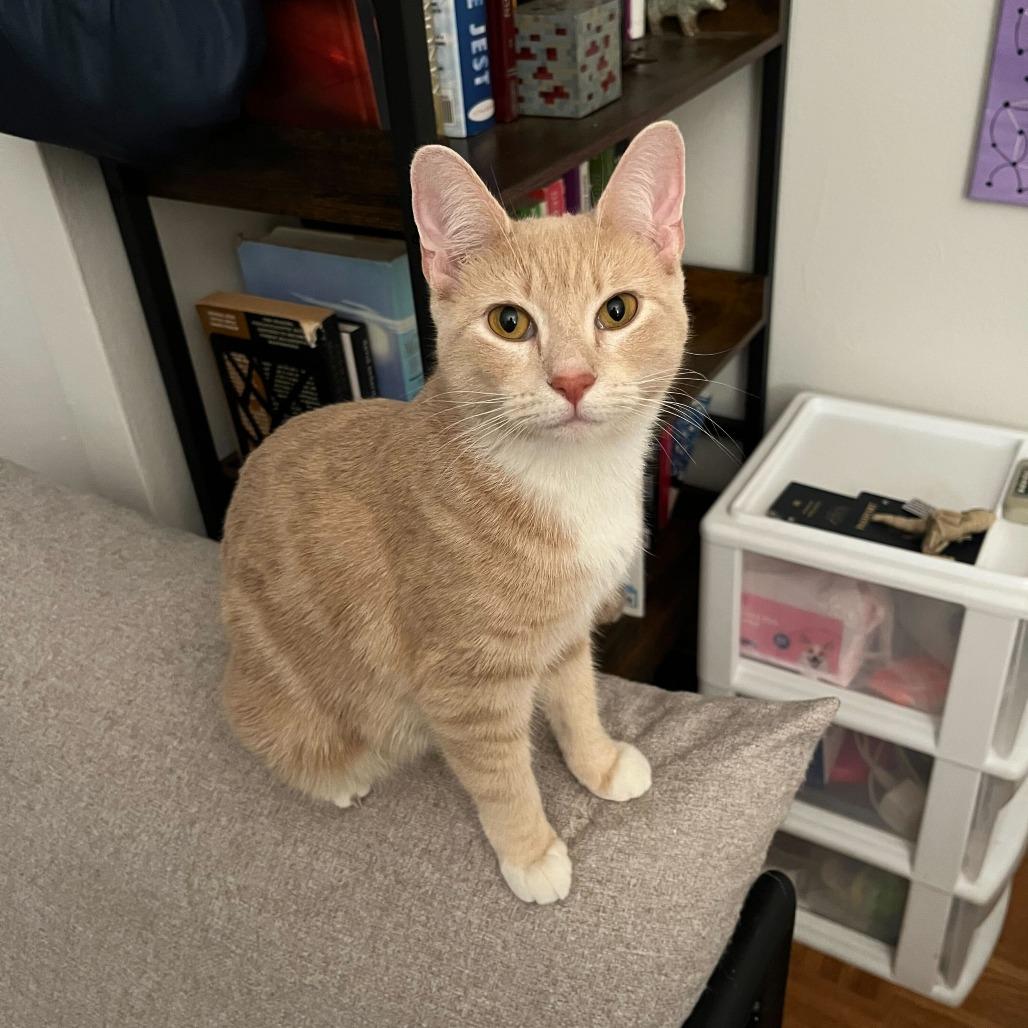 Enlarge Daffodil, a Adoptable Domestic Short Hair in New York, NY image 5/6