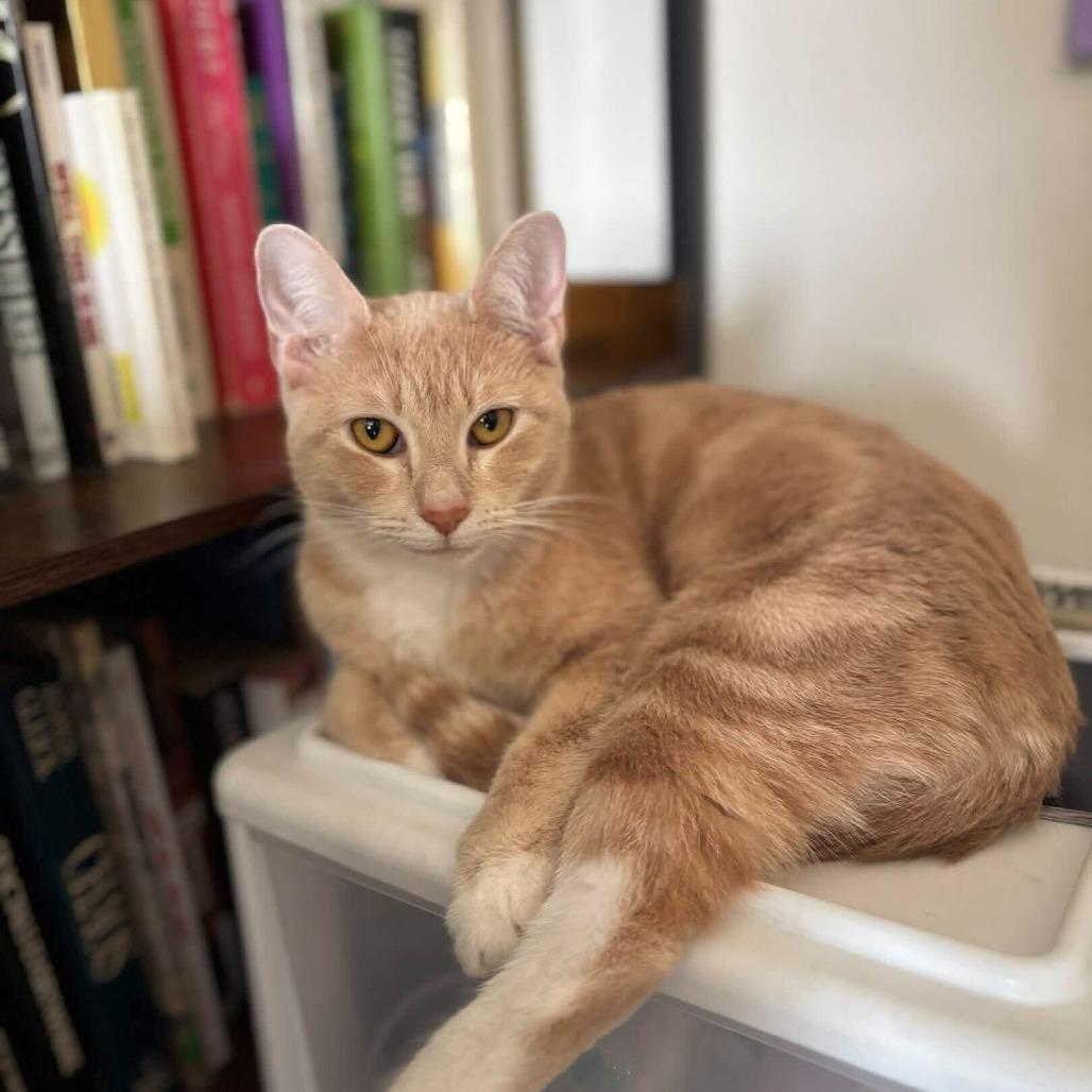 Enlarge Daffodil, a Adoptable Domestic Short Hair in New York, NY image 6/6