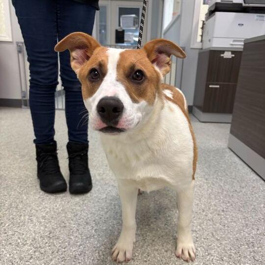 Enlarge Caribou, a Adoptable mixed breed in Enfield, NH image 1/1