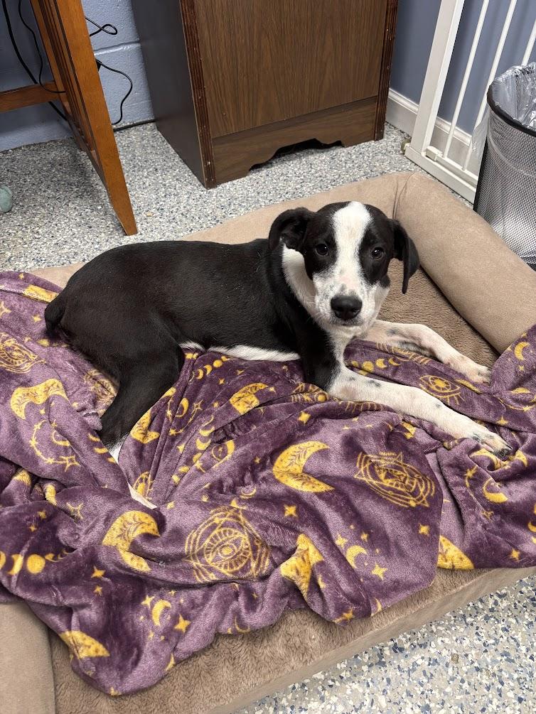 Leaf (25-D0495), an adopted Mixed Breed in Laurinburg, NC image 3/3