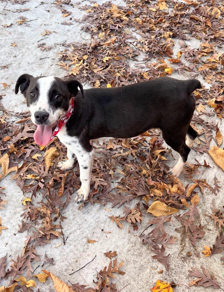 Leaf (25-D0495), Adoptable, Young Male Mixed Breed.