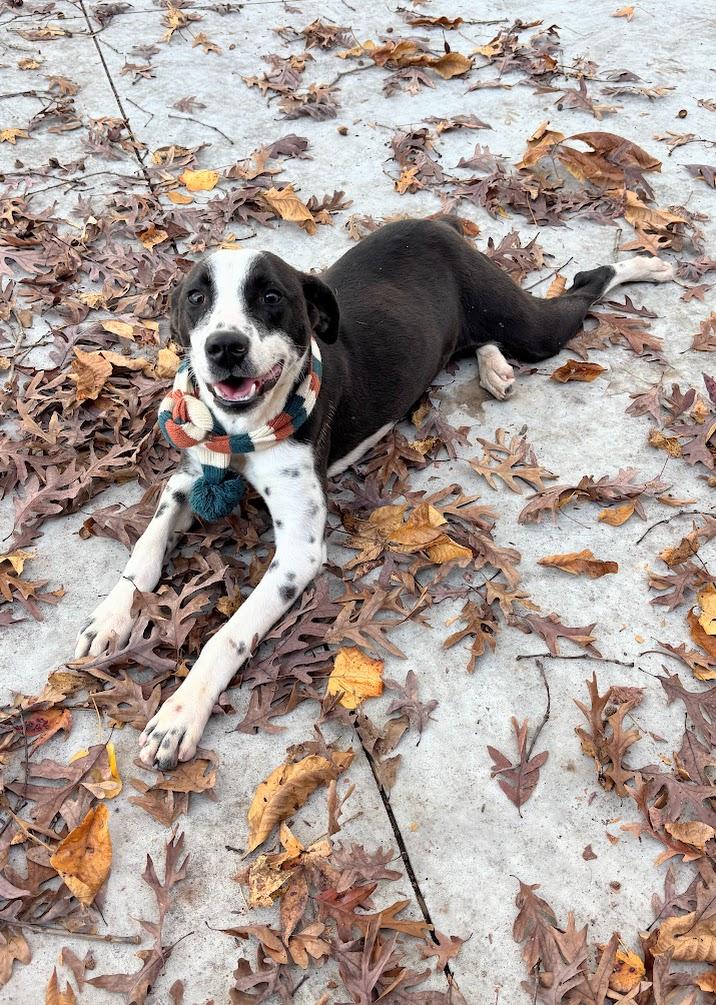 Leaf (25-D0495), an adopted Mixed Breed in Laurinburg, NC image 2/3