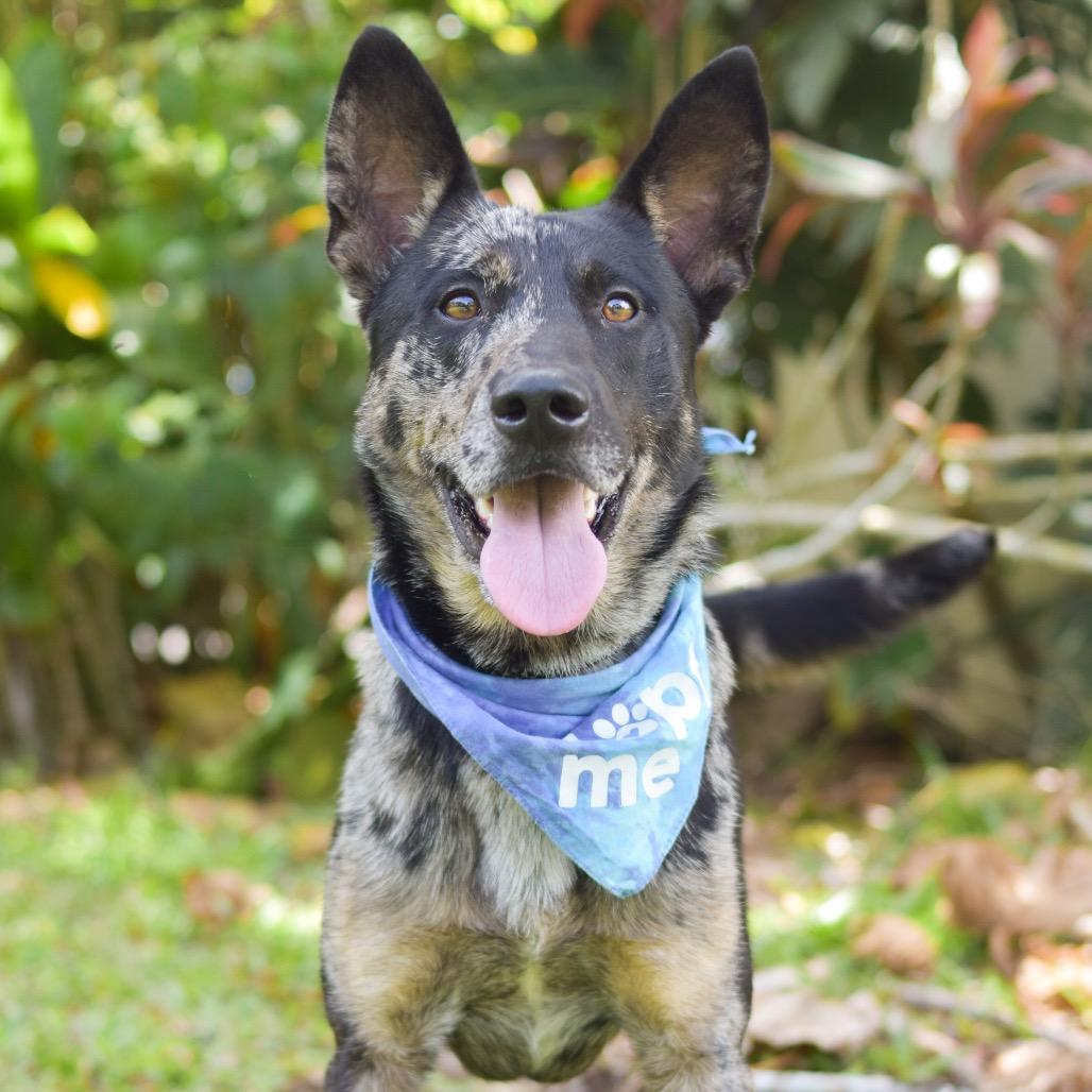 Enlarge Rocket, a Adoptable Mixed Breed in Kailua Kona, HI image 1/6
