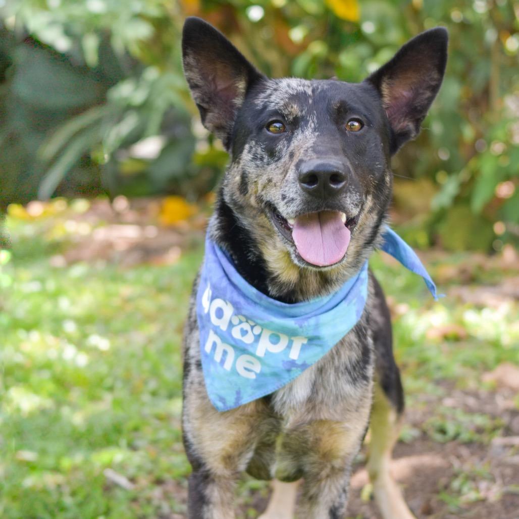 Enlarge Rocket, a Adoptable Mixed Breed in Kailua Kona, HI image 2/6