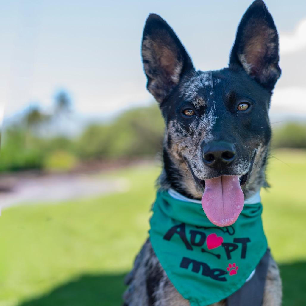Enlarge Rocket, a Adoptable Mixed Breed in Kailua Kona, HI image 3/6