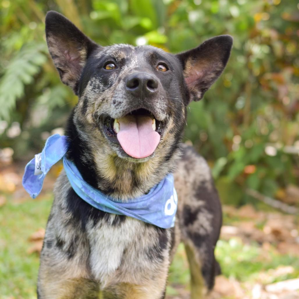 Enlarge Rocket, a Adoptable Mixed Breed in Kailua Kona, HI image 4/6