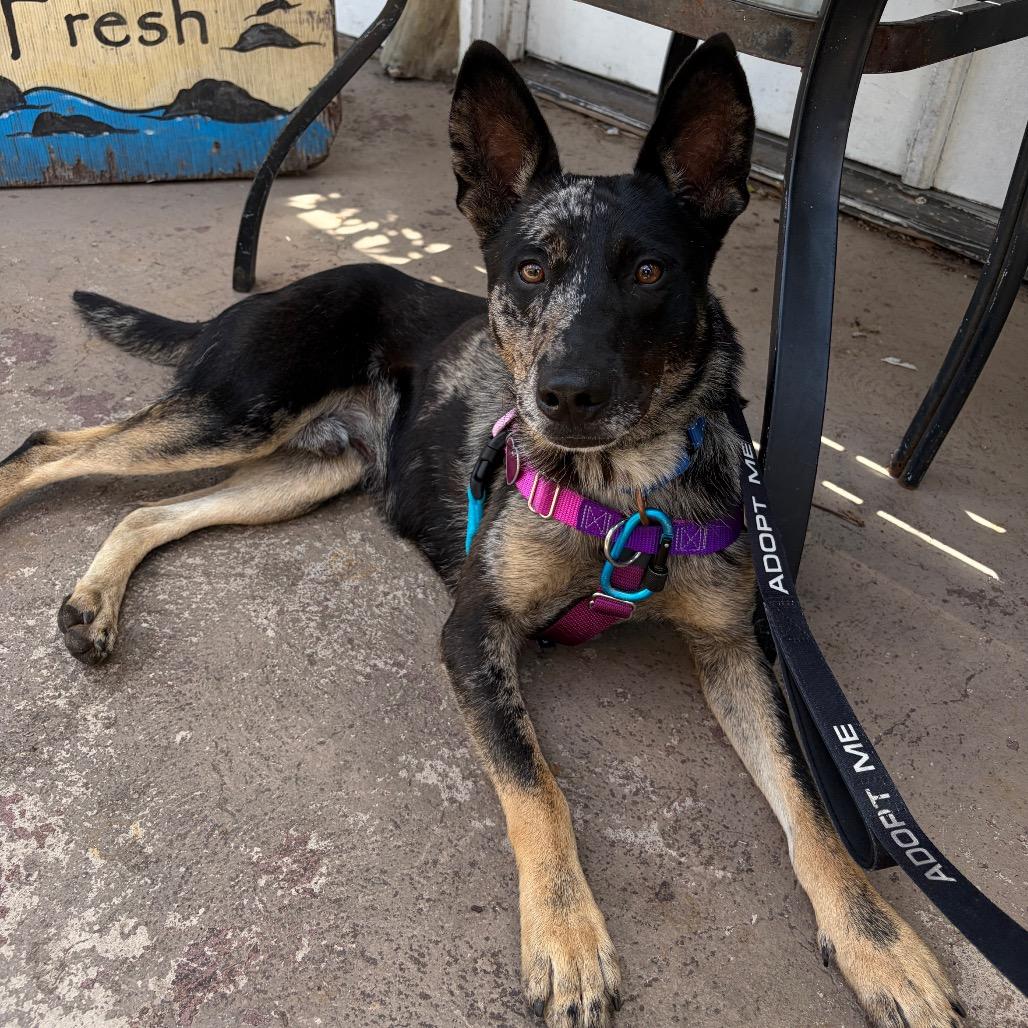 Enlarge Rocket, a Adoptable Mixed Breed in Kailua Kona, HI image 5/6