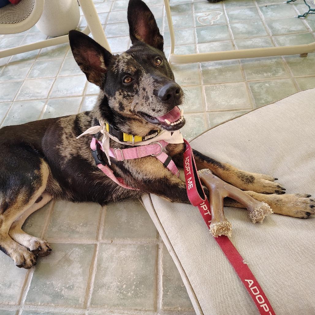 Enlarge Rocket, a Adoptable Mixed Breed in Kailua Kona, HI image 6/6