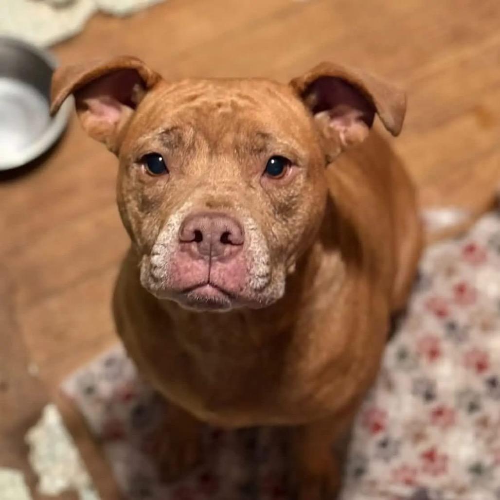 Enlarge Honey, a Adoptable Mixed Breed in Springboro, OH image 2/3