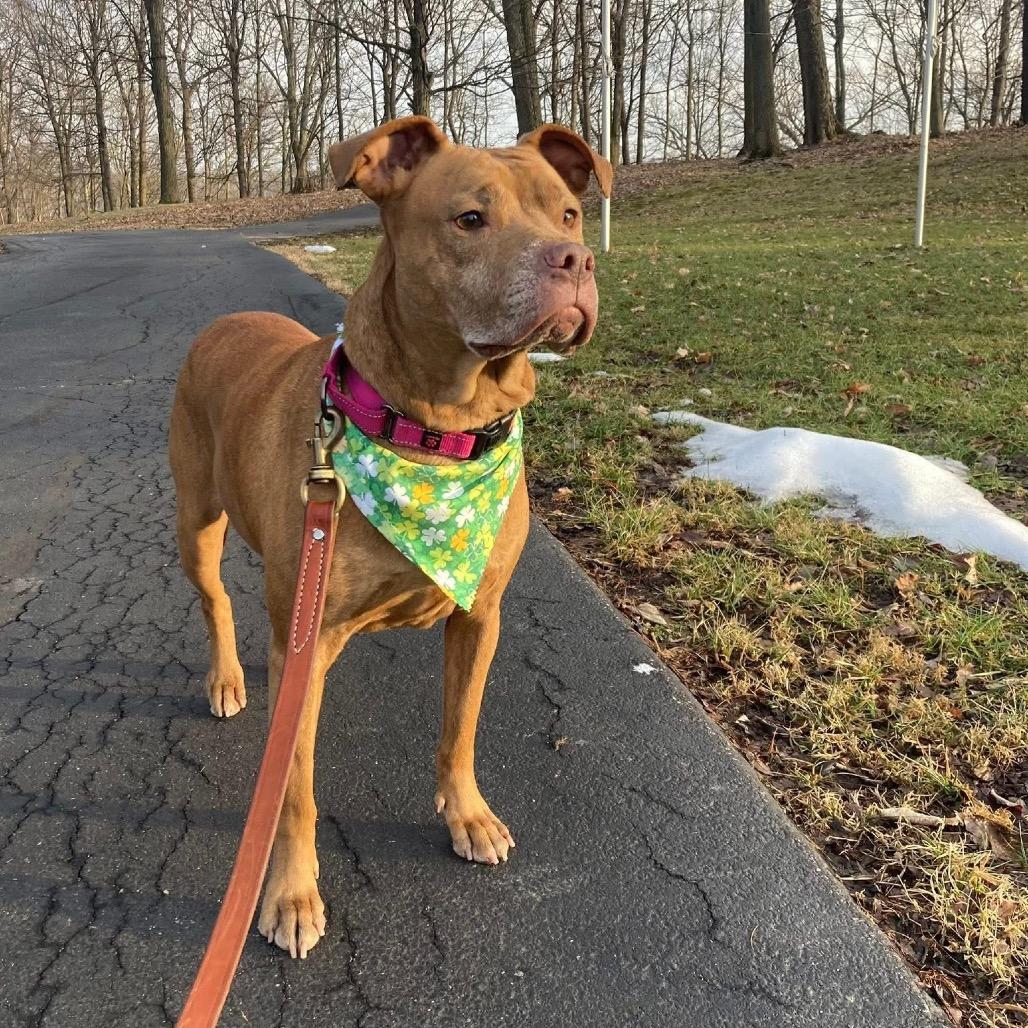Enlarge Honey, a Adoptable Mixed Breed in Springboro, OH image 3/3
