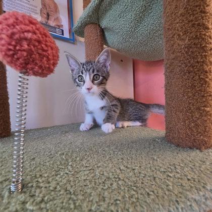 Enzo, Adoptable, Kitten Male Domestic Short Hair & Domestic Short Hair.