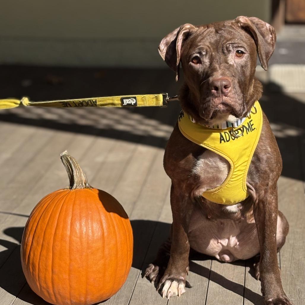 Enlarge Jaylah, a Adoptable Pit Bull Terrier in Philadelphia, PA image 1/6
