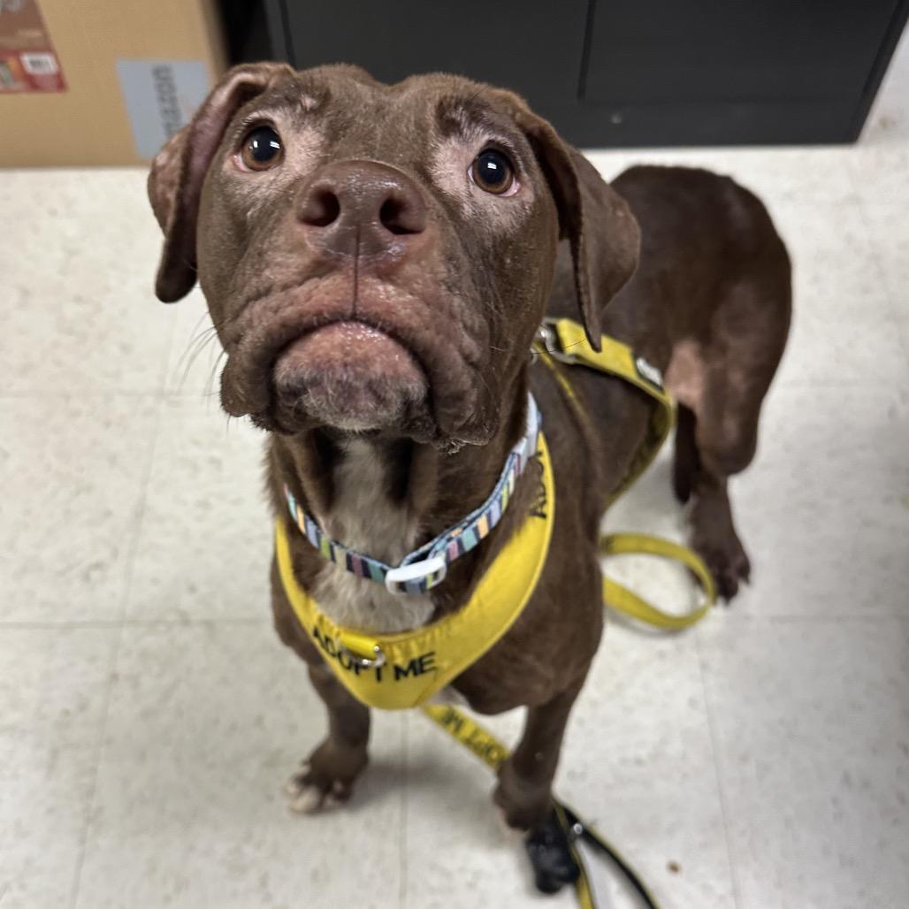 Enlarge Jaylah, a Adoptable Pit Bull Terrier in Philadelphia, PA image 2/6