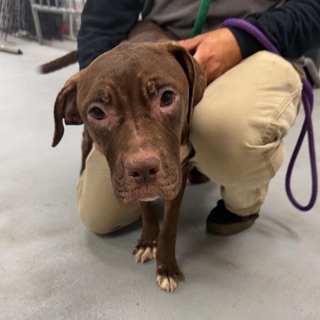 Enlarge Jaylah, a Adoptable Pit Bull Terrier in Philadelphia, PA image 3/6