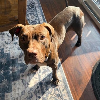 Enlarge Jaylah, a Adoptable Pit Bull Terrier in Philadelphia, PA image 4/6