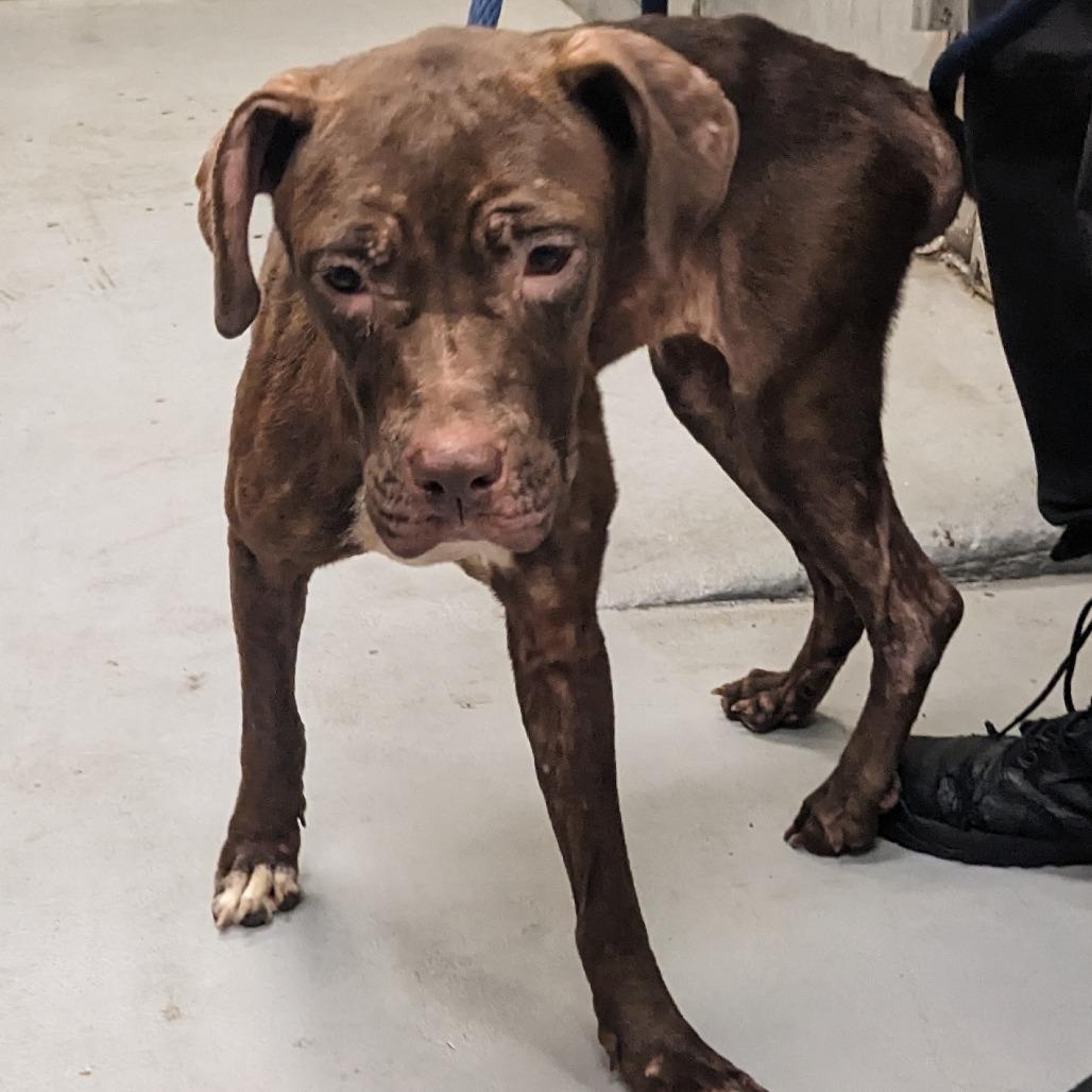 Enlarge Jaylah, a Adoptable Pit Bull Terrier in Philadelphia, PA image 6/6