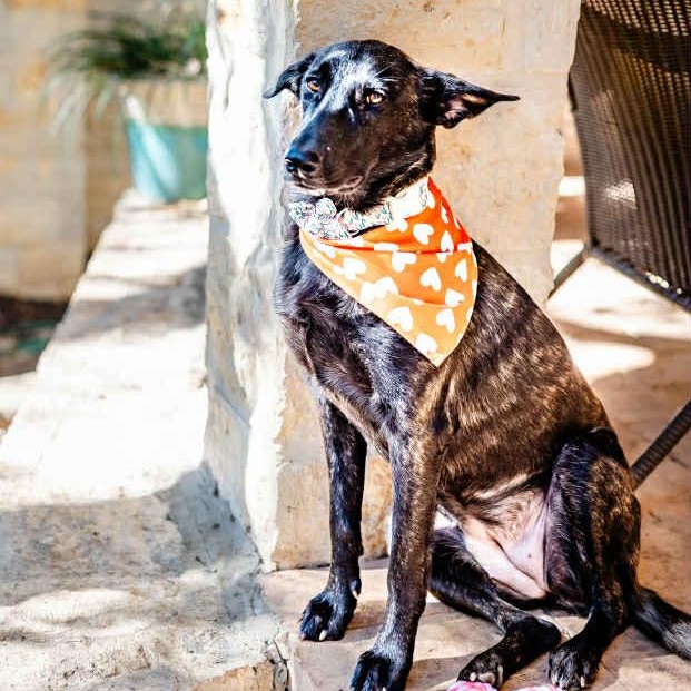 Enlarge Amy Fay, a Adoptable mixed breed in Redmond, WA image 5/6