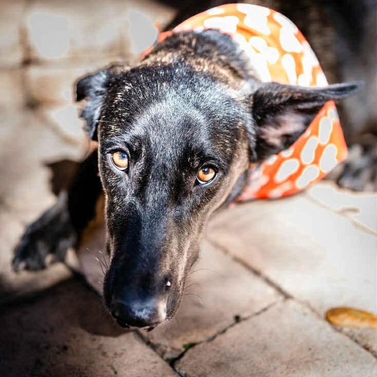 Enlarge Amy Fay, a Adoptable mixed breed in Redmond, WA image 3/6