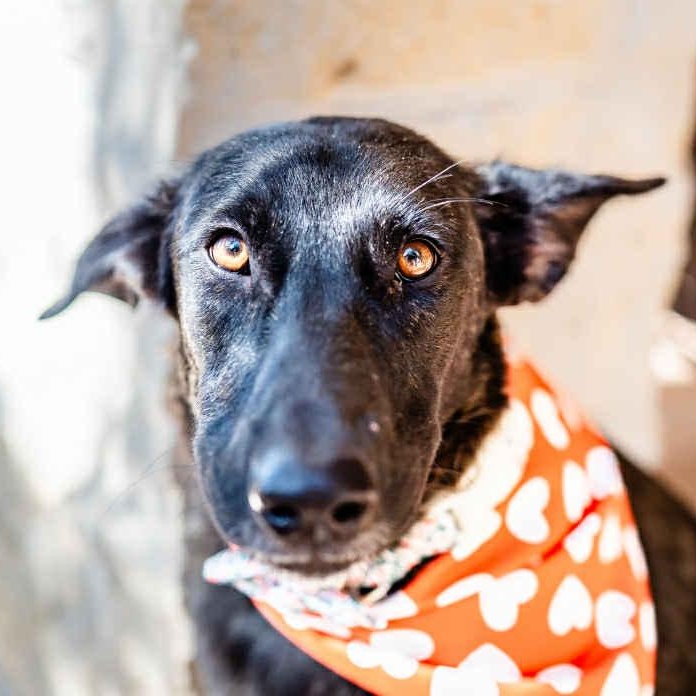 Enlarge Amy Fay, a Adoptable mixed breed in Redmond, WA image 1/6