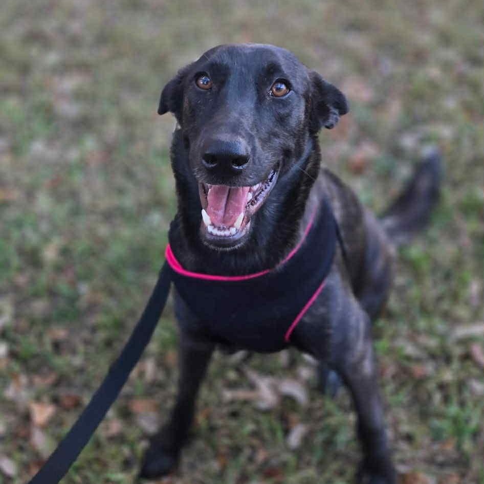 Enlarge Amy Fay, a Adoptable mixed breed in Redmond, WA image 1/6