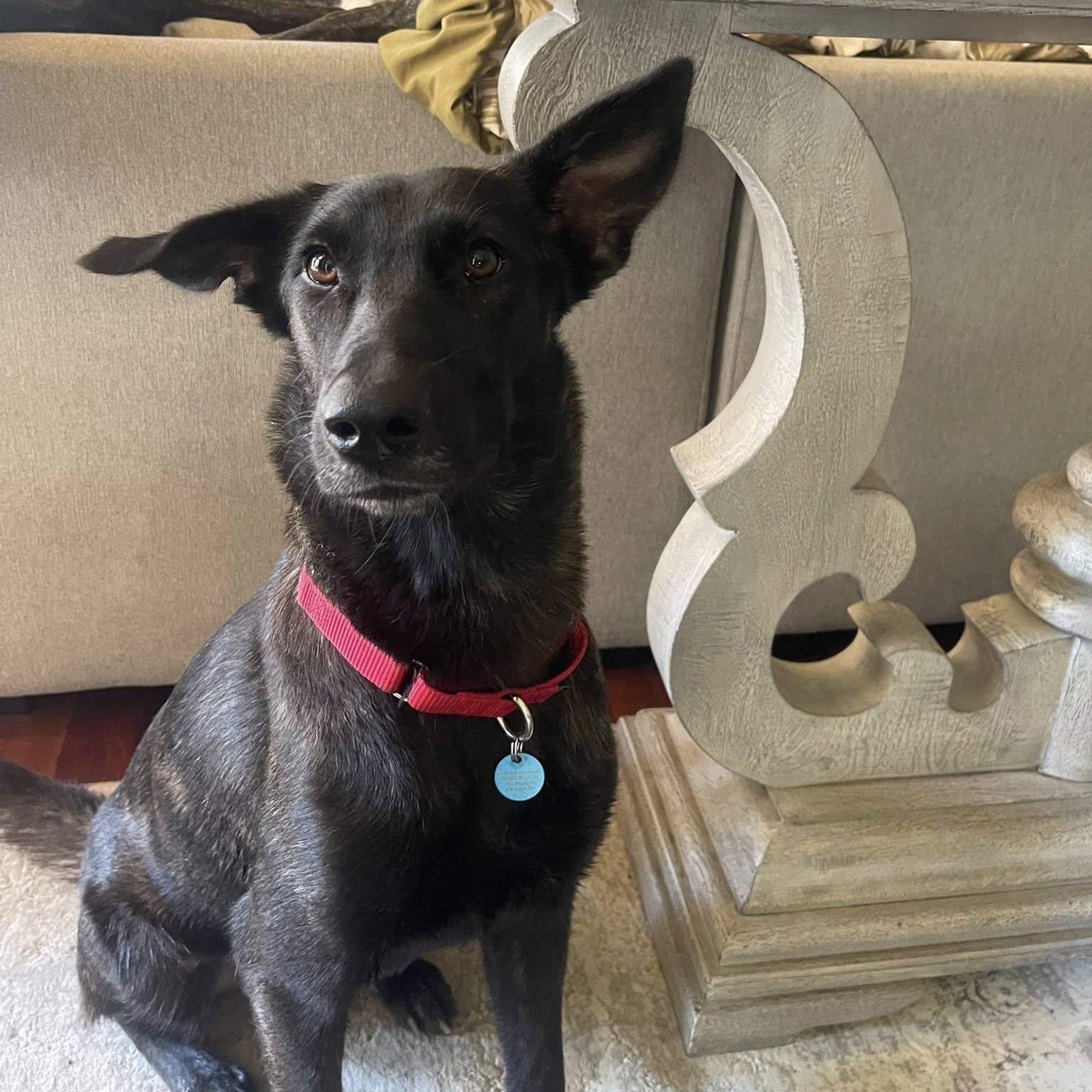 Enlarge Amy Fay, a Adoptable mixed breed in Redmond, WA image 2/6