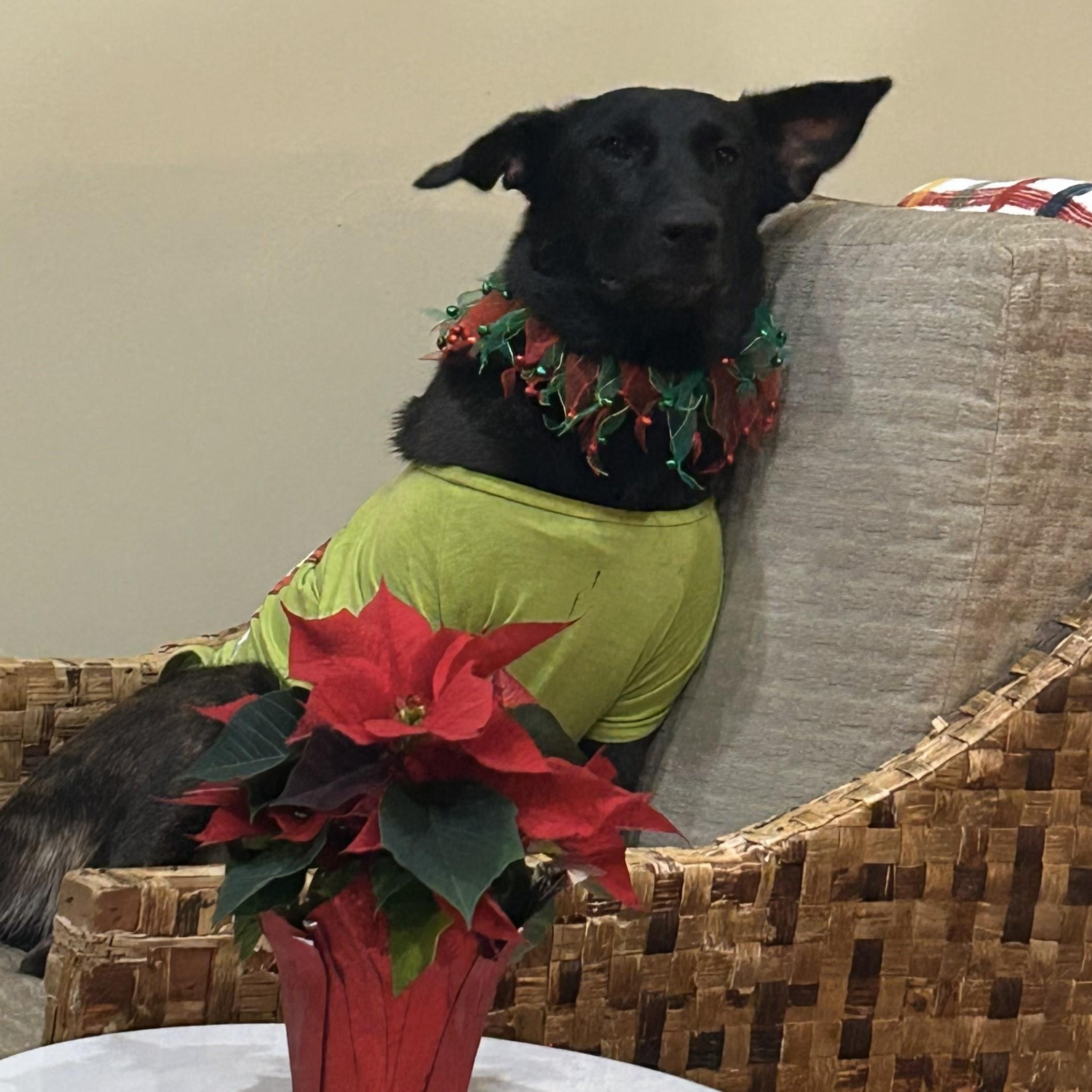 Enlarge Amy Fay, a Adoptable mixed breed in Redmond, WA image 5/6