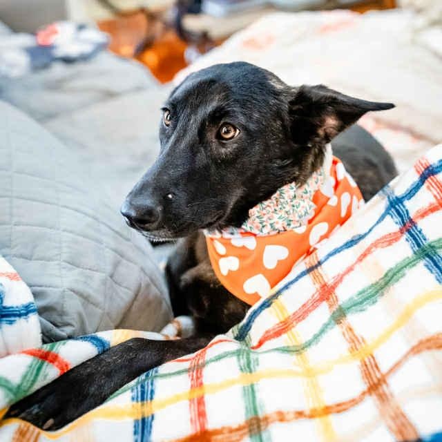 Enlarge Amy Fay, a Adoptable mixed breed in Redmond, WA image 2/6