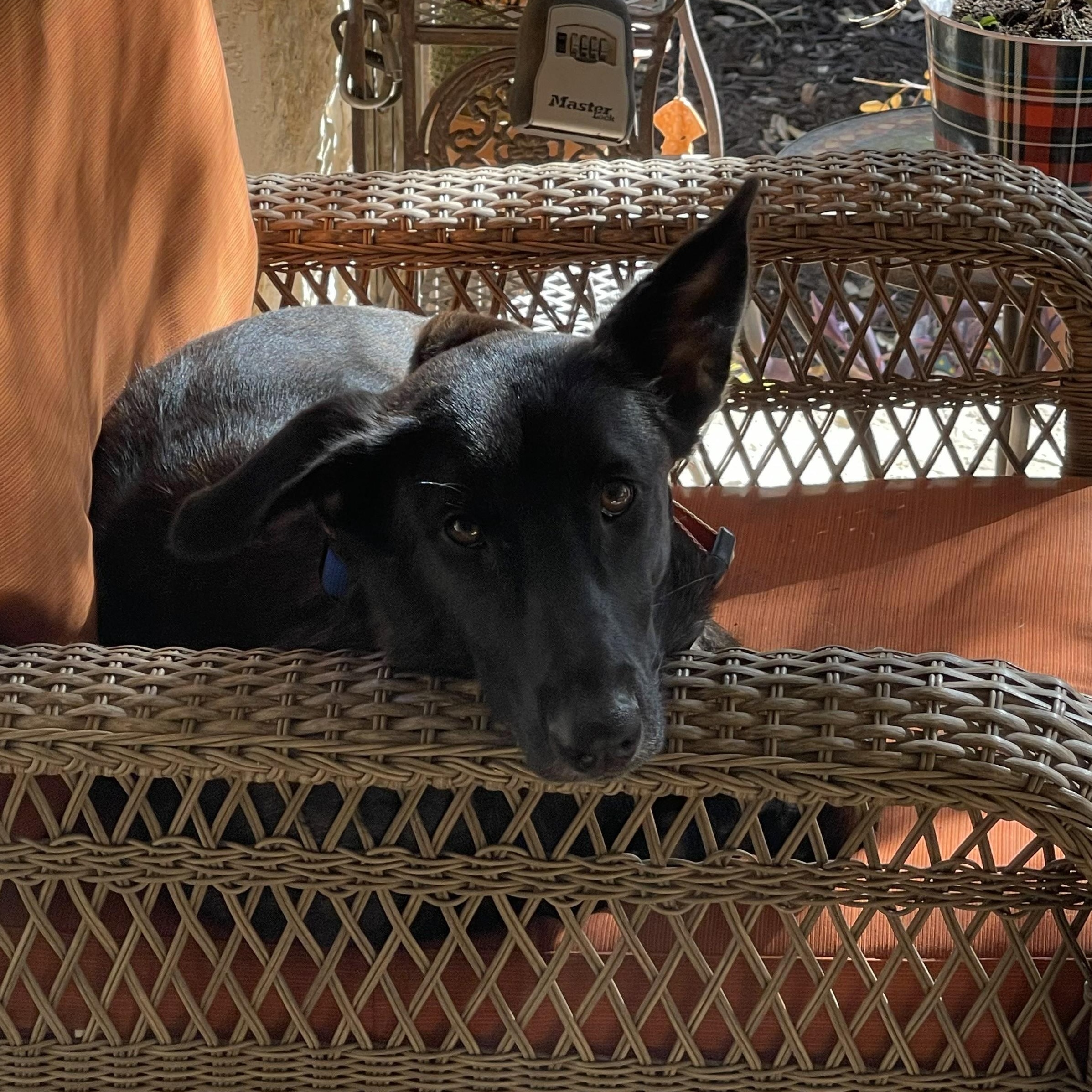 Amy Fay, Adoptable, Young Female Mixed Breed & Dutch Shepherd.