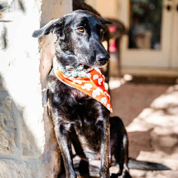 Enlarge Amy Fay, a Adoptable mixed breed in Redmond, WA image 4/6