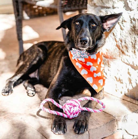 Enlarge Amy Fay, a Adoptable mixed breed in Redmond, WA image 6/6