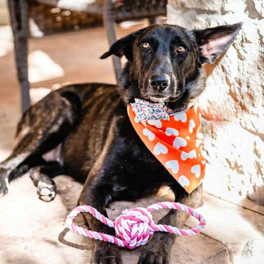 Enlarge Amy Fay, a Adoptable mixed breed in Redmond, WA image 1/6