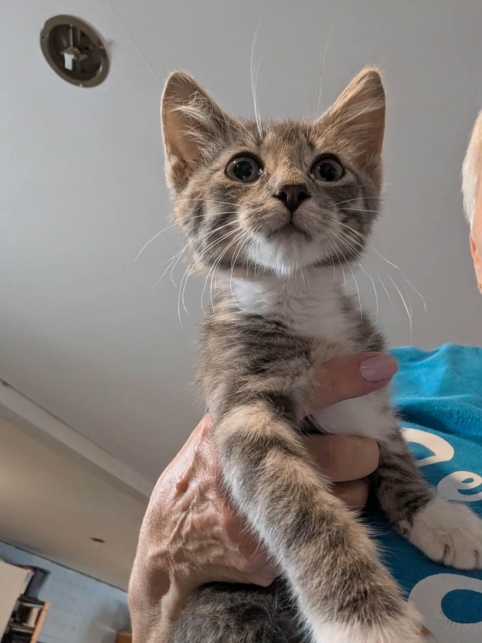Enlarge Winslow, a ADOPTABLE Domestic Short Hair in Granite City, IL image 1/1