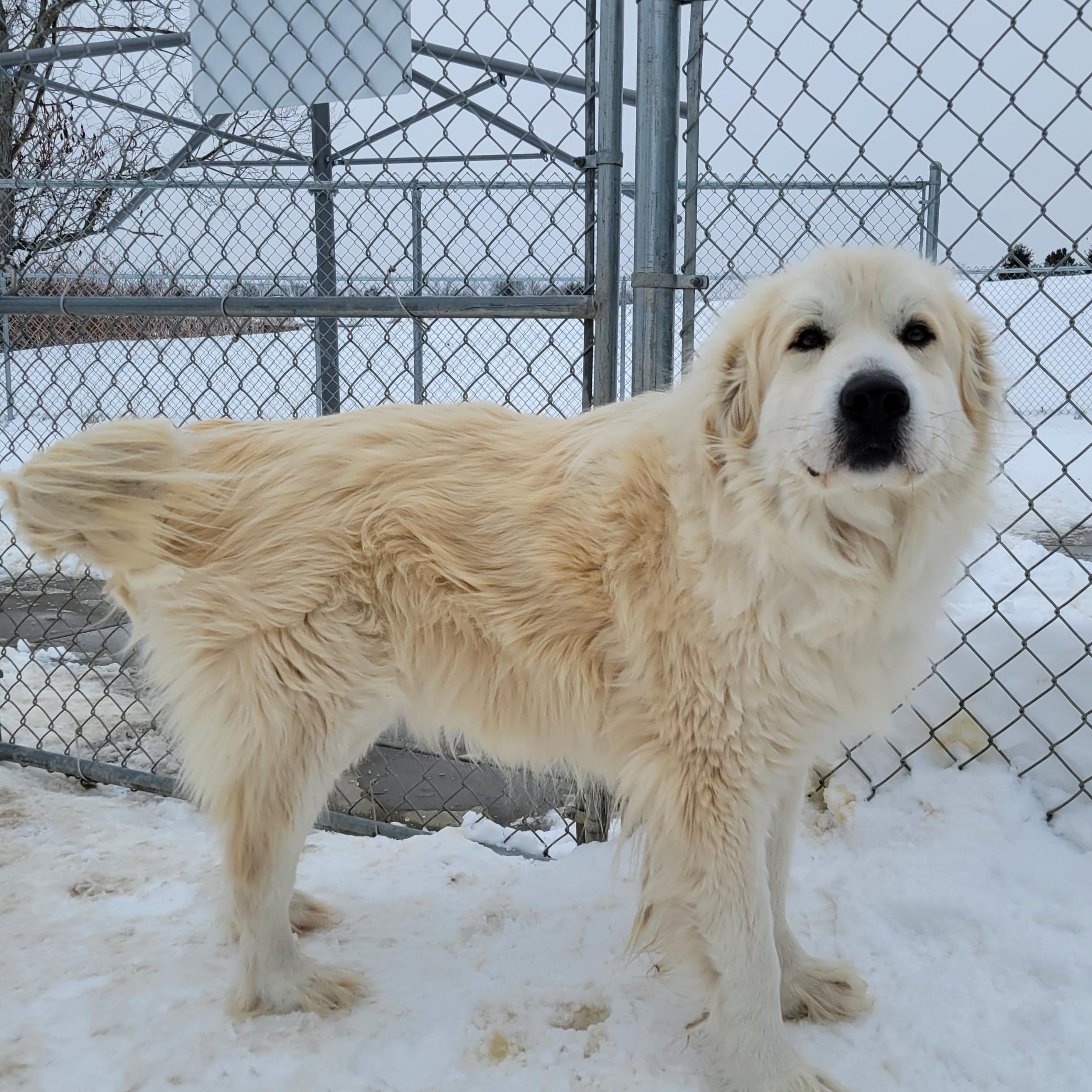 Pyrénées Finrear - Adopted | Petfinder