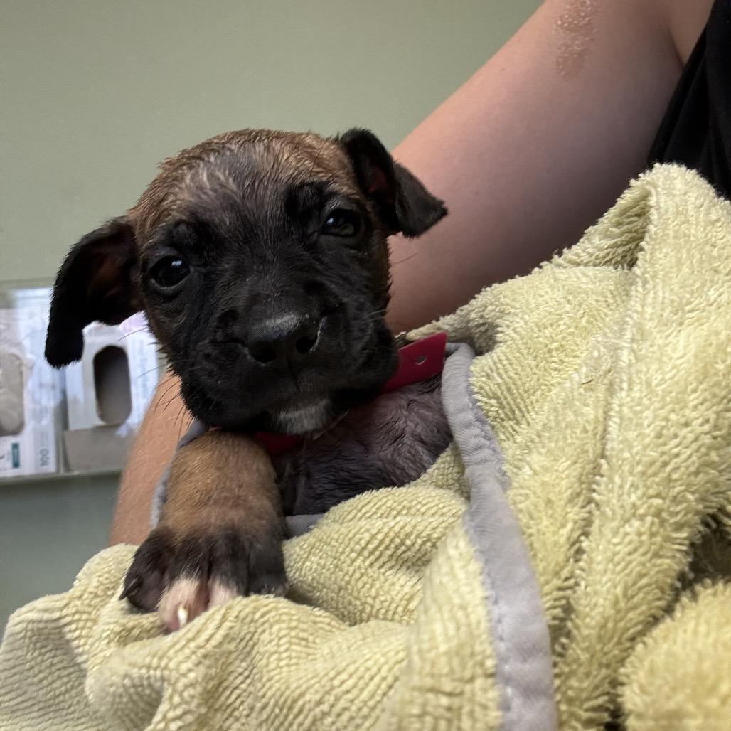 Enlarge 79, a Adoptable mixed breed in Springboro, OH image 1/1