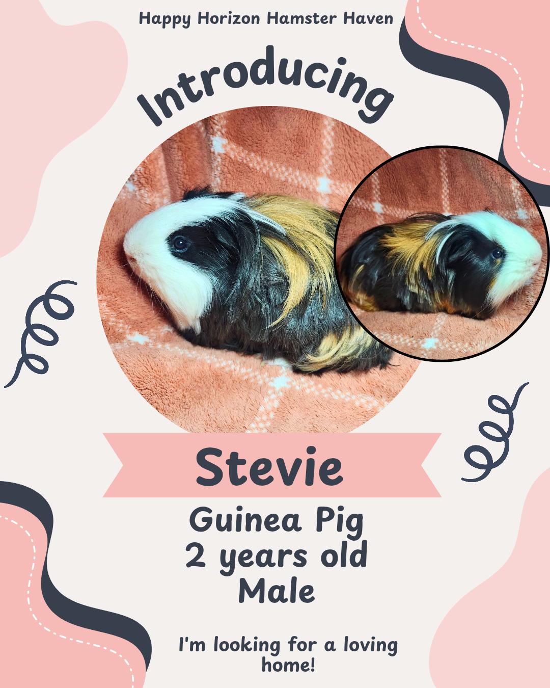 Stevie, Adoptable, Adult Male Guinea Pig.