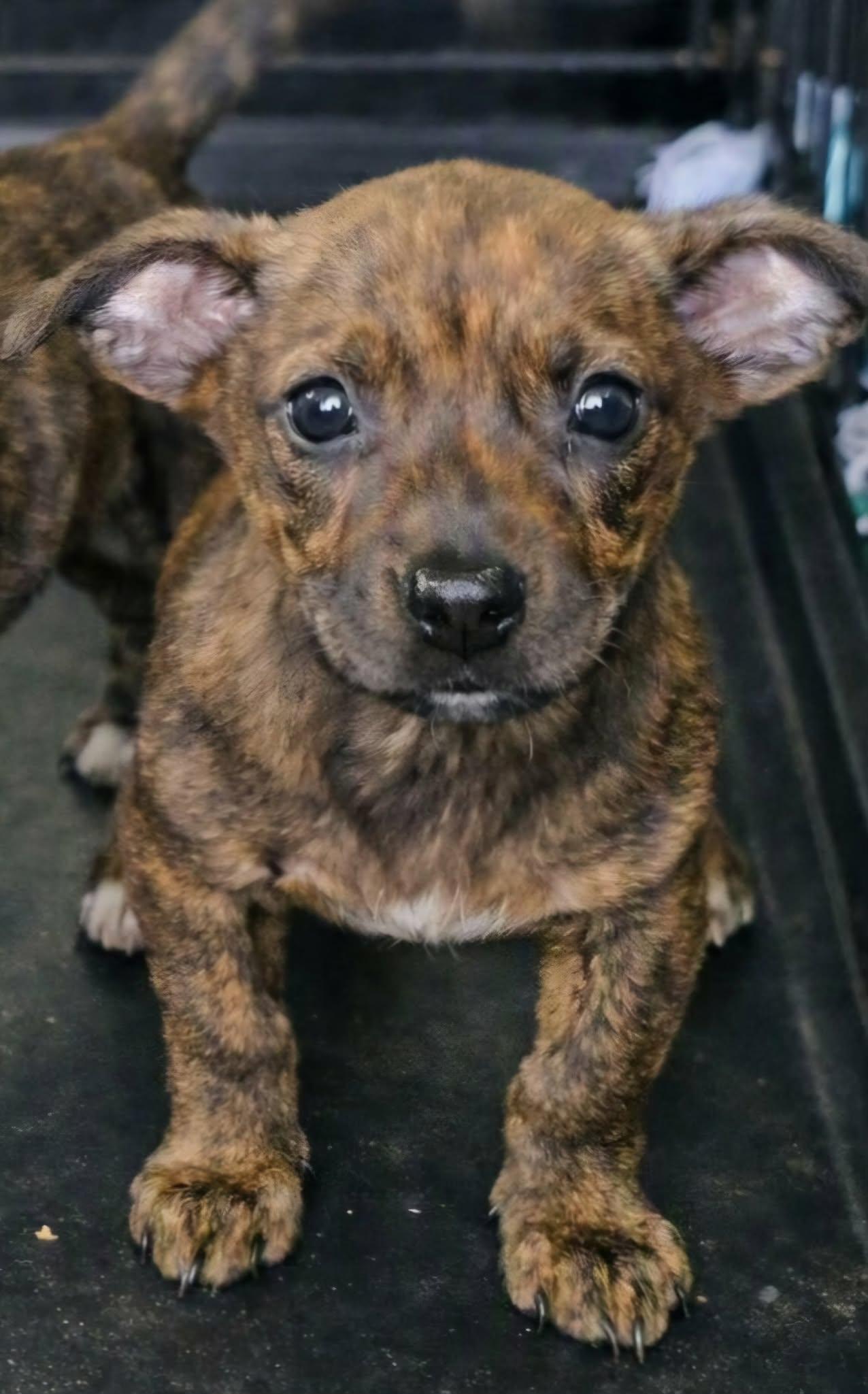 RACHEL, Adopted, Puppy Female Chihuahua.