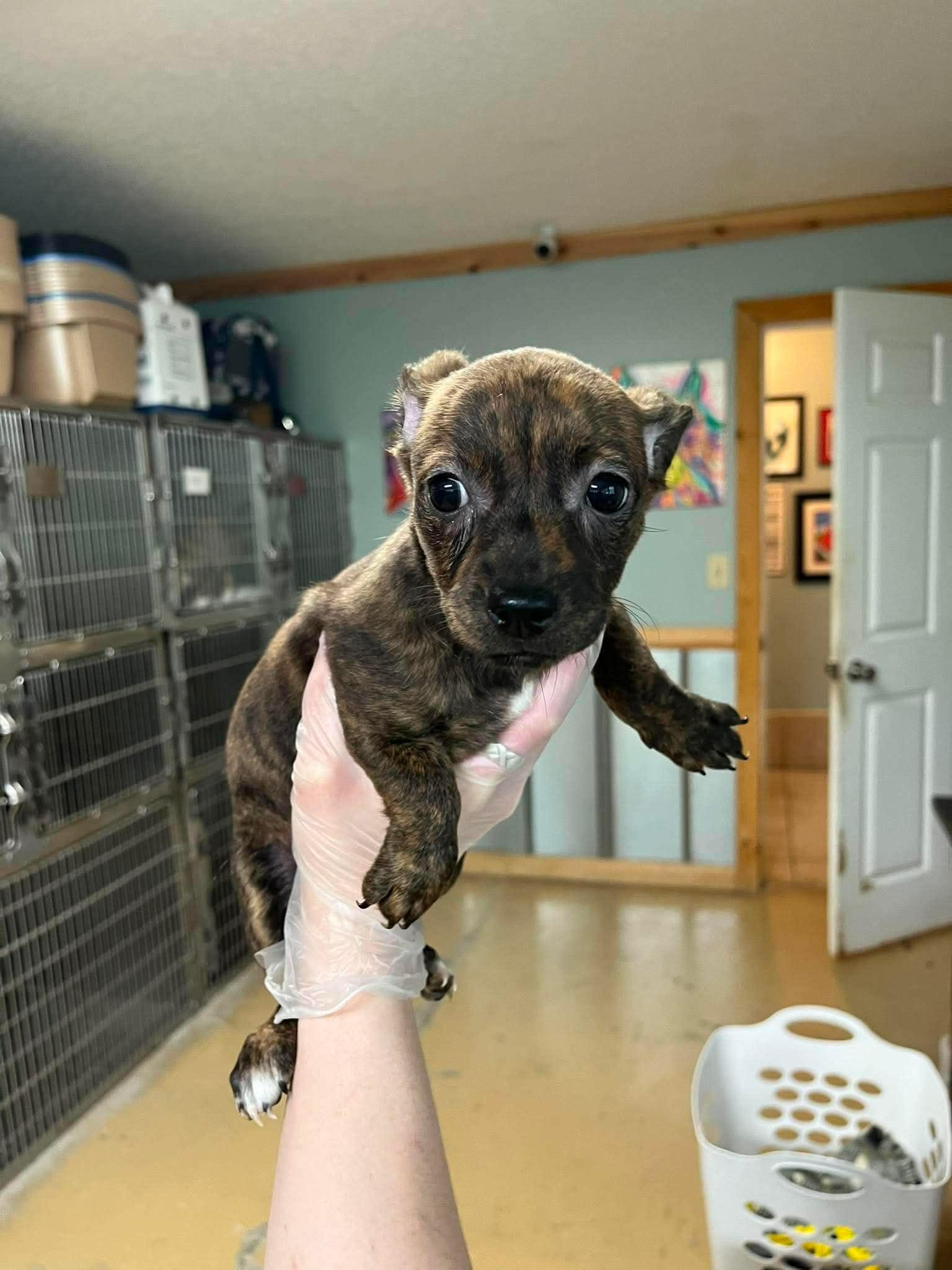 Enlarge RACHEL, a Adopted mixed breed in Browns Mills, NJ image 4/4