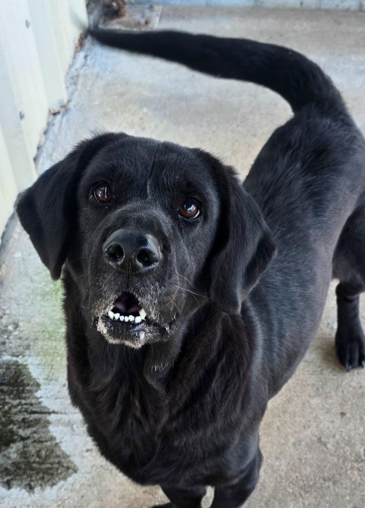 Rosie, Adoptable, Adult Female Labrador Retriever & Basset Hound.