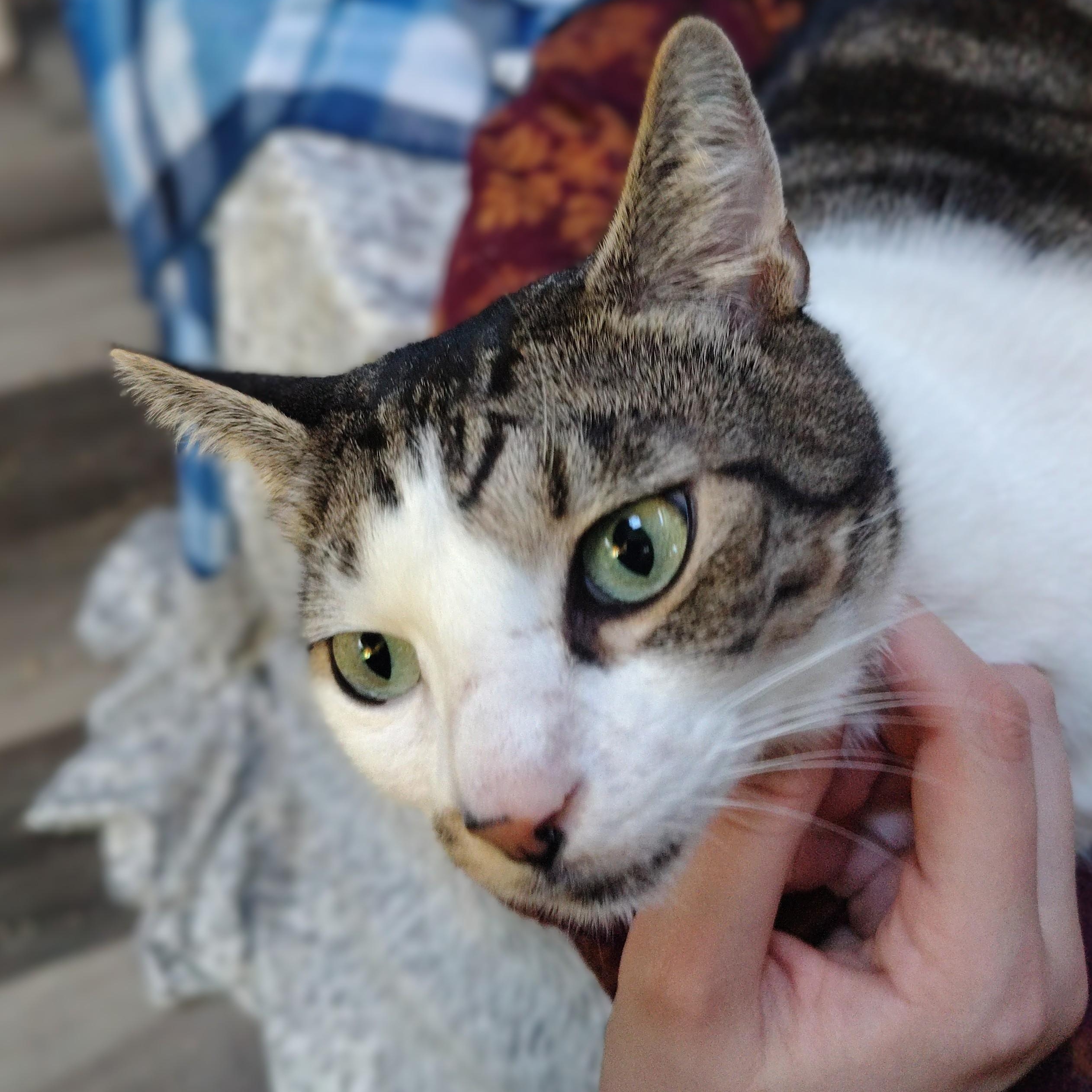 Enlarge Charles, a Adopted Domestic Short Hair in Charleston, SC image 5/6