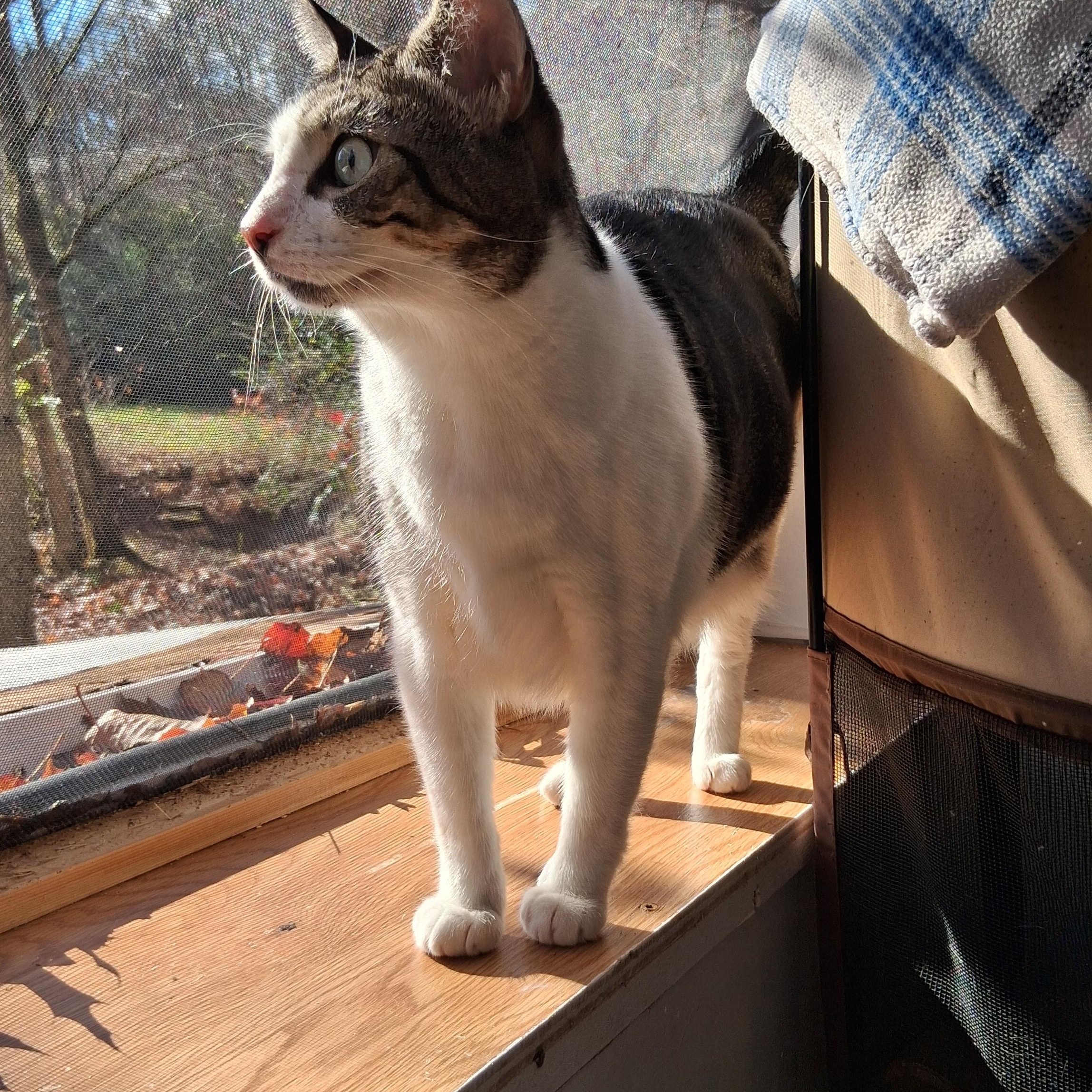Enlarge Charles, a Adopted Domestic Short Hair in Charleston, SC image 6/6