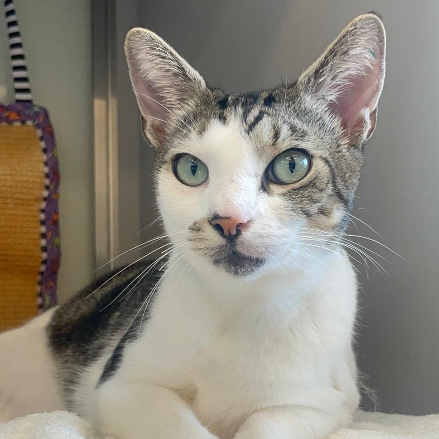 Charles, Adoptable, Adult Male Domestic Short Hair.