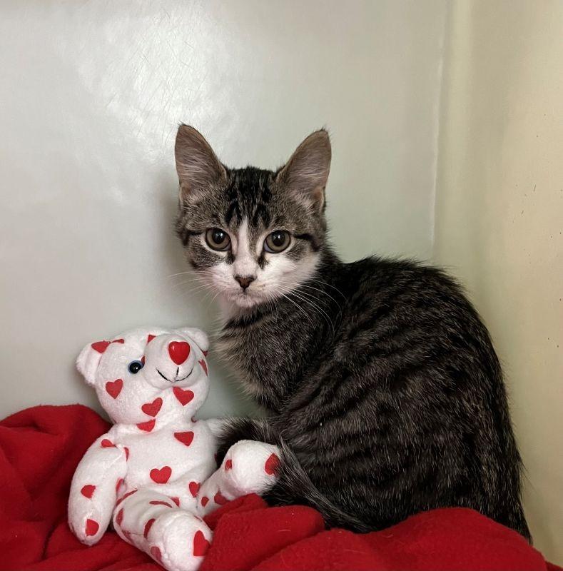 Doreen, Adopted, Kitten Female Domestic Short Hair.