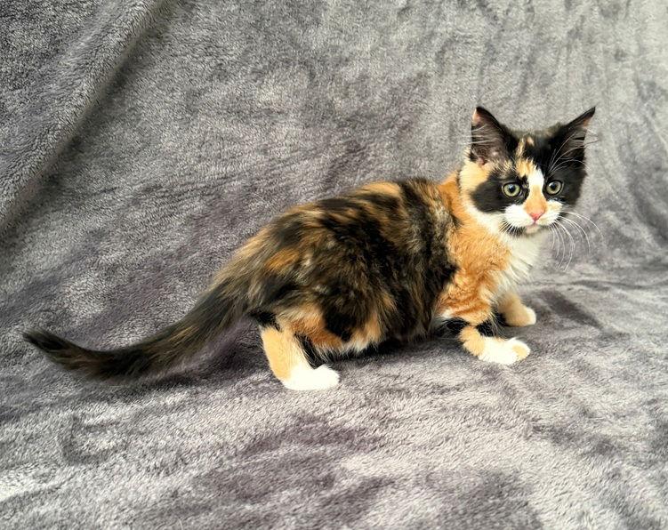 Enlarge Catherine26, a Adopted mixed breed in Nashville, TN image 1/2