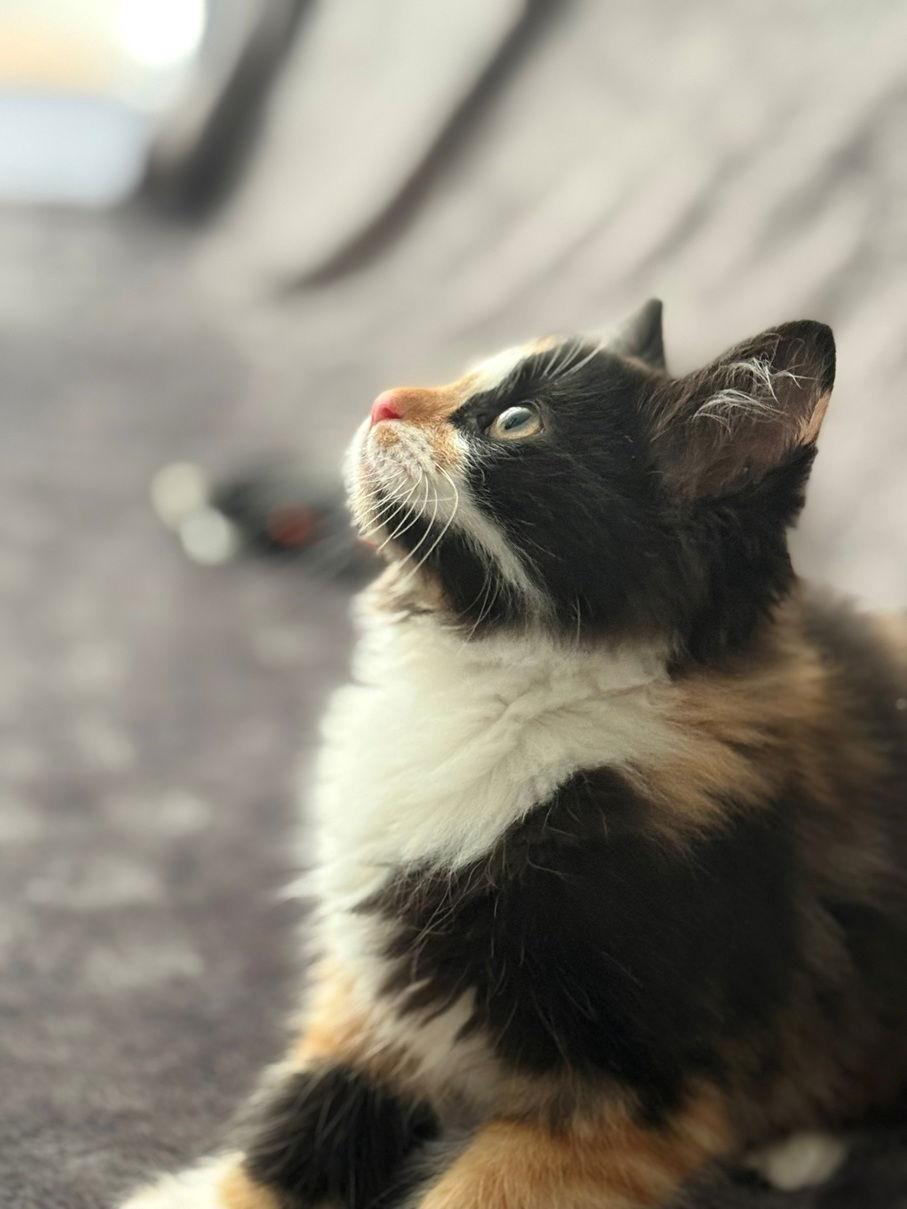 Enlarge Catherine26, a Adopted mixed breed in Nashville, TN image 2/2