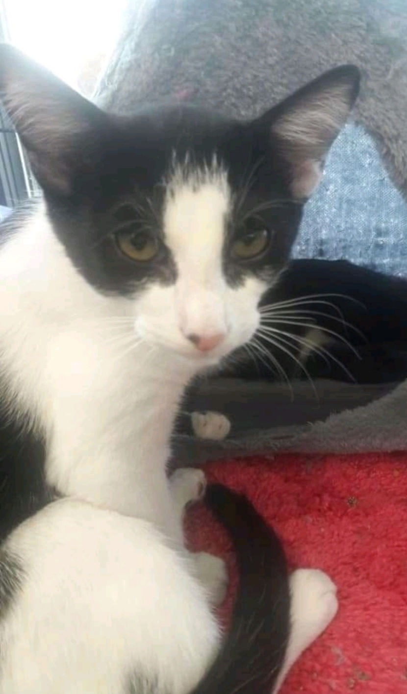 Pickle, a Adoptable Domestic Short Hair in Spring, TX image 1/4