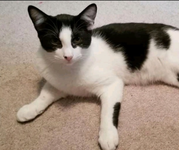 Pickle, a Adoptable Domestic Short Hair in Spring, TX image 2/4