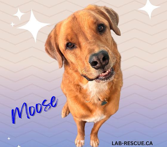 Moose, Young Male Labrador Retriever