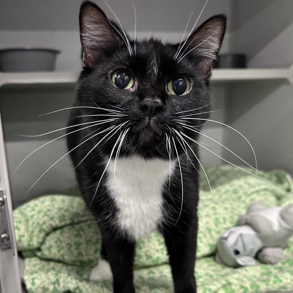Enlarge Maizy, a Adoptable Domestic Short Hair in Mount Vernon, IN image 1/2