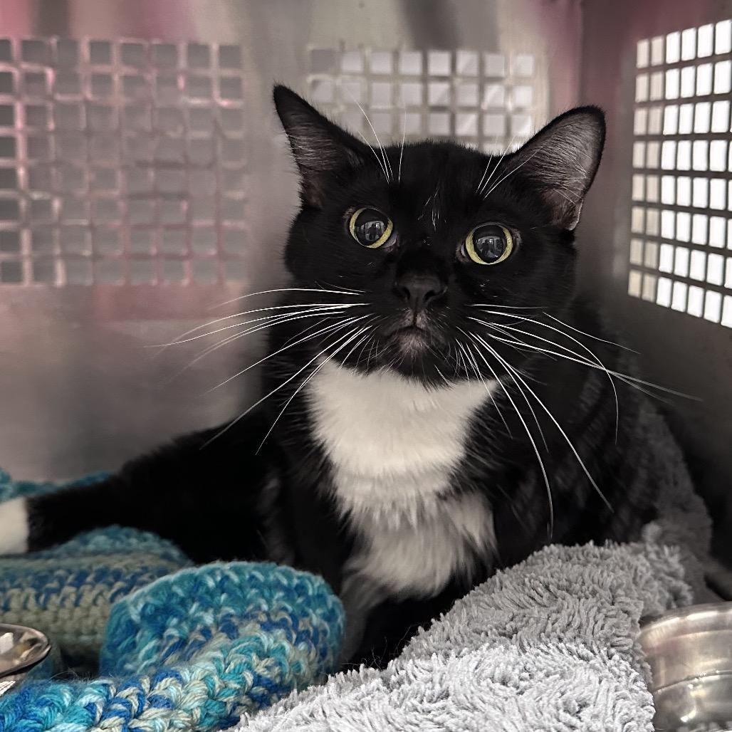 Enlarge Maizy, a Adoptable Domestic Short Hair in Mount Vernon, IN image 2/2