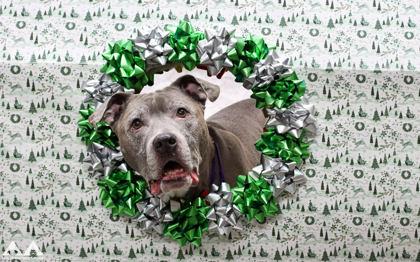 Enlarge Duchess, a Adoptable mixed breed in Lowell, MA image 1/3